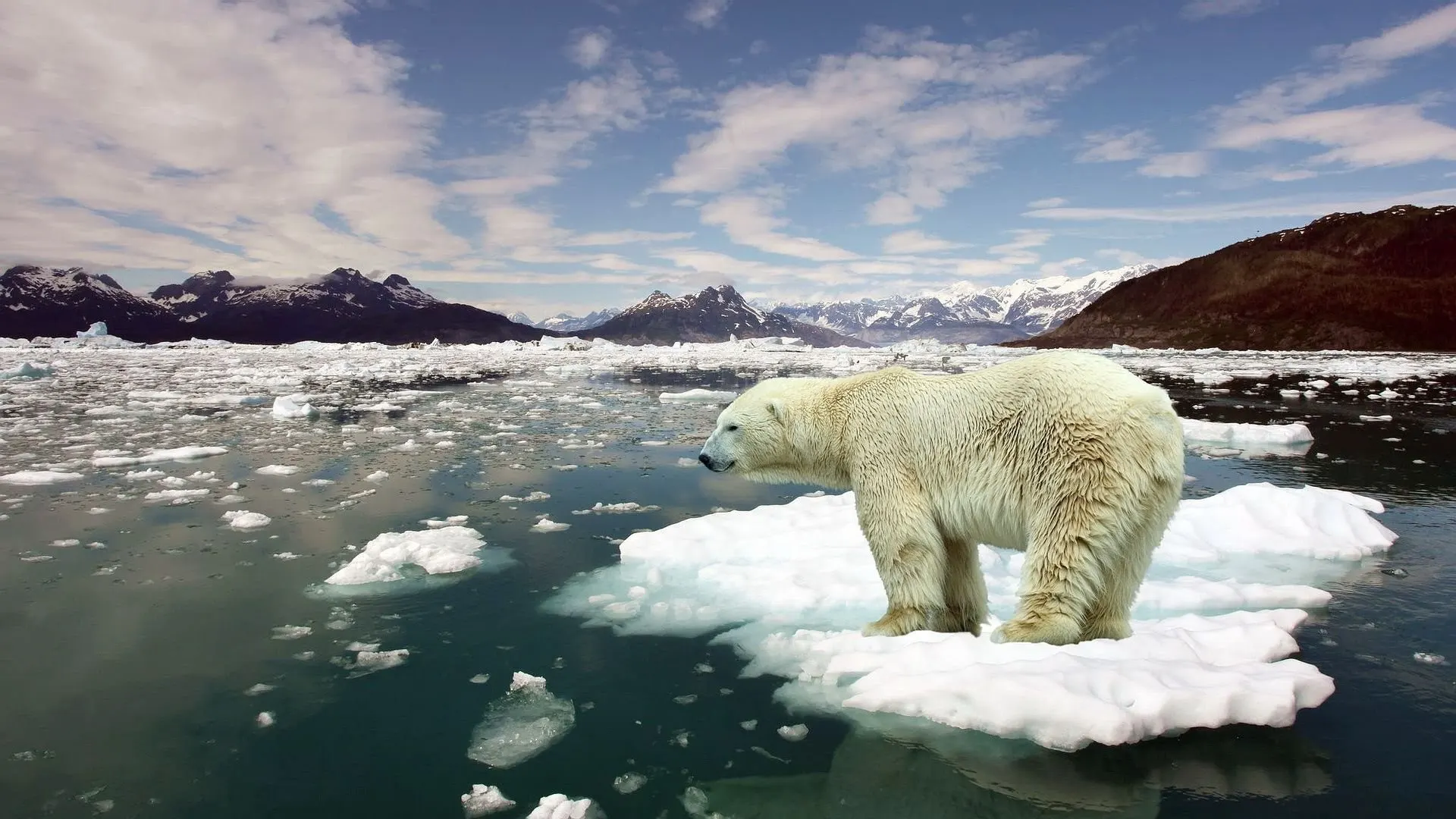 Effects of Global Warming HD IMages
