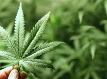 Should Marijuana be Legalized